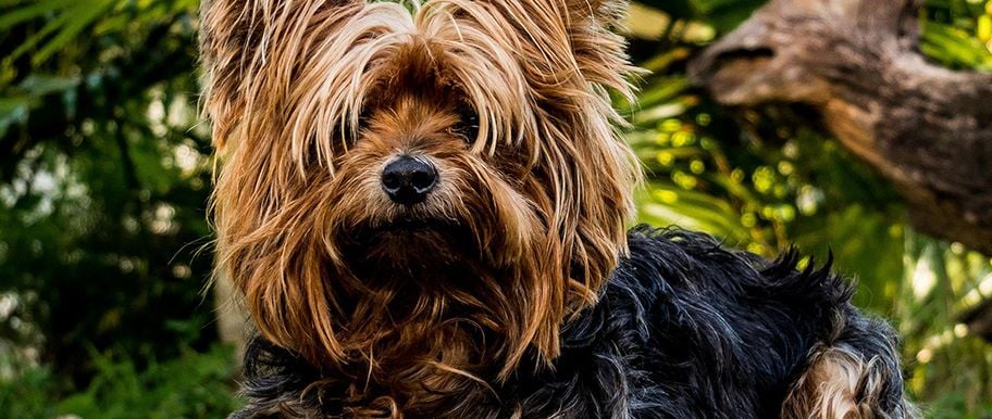 Yorkshire terrier